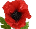 ***POPPY POLYESTER RED L40.00-W40.00-H115.00cm