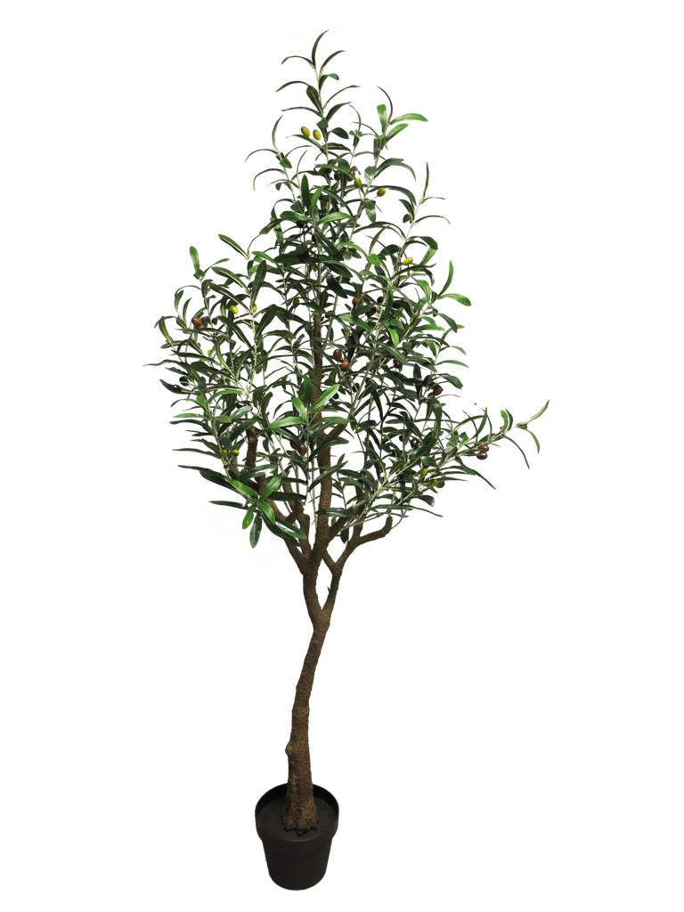 (Best) Olive tree Charlotte green 150cm