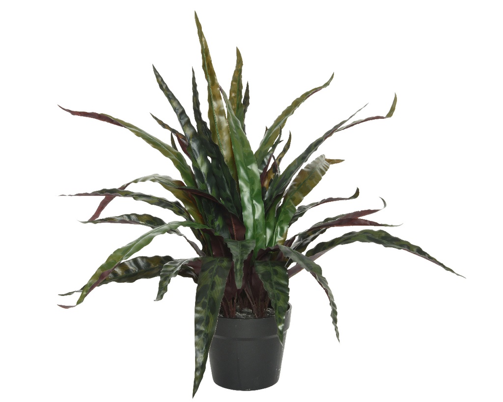 CALATHEA EN MACETA - L84-W84-H46CM