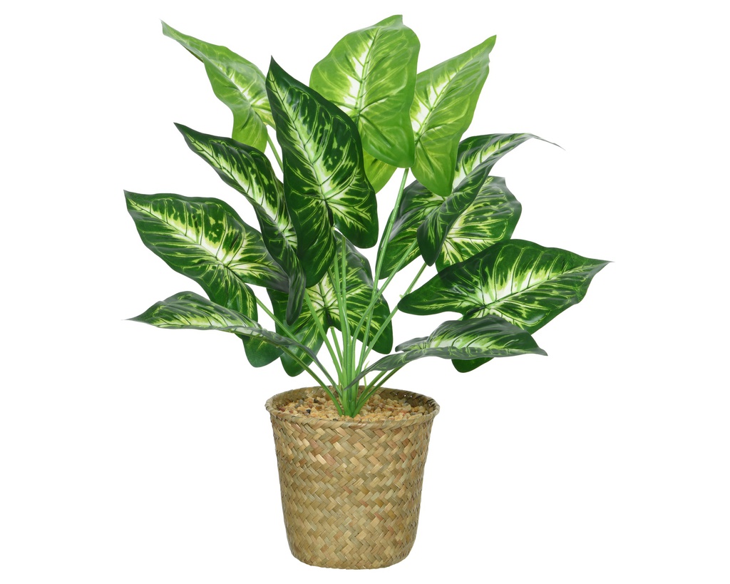 CALATHEA HOJA BICOLOR EN CESTA NATURAL - L13-W13-H42CM