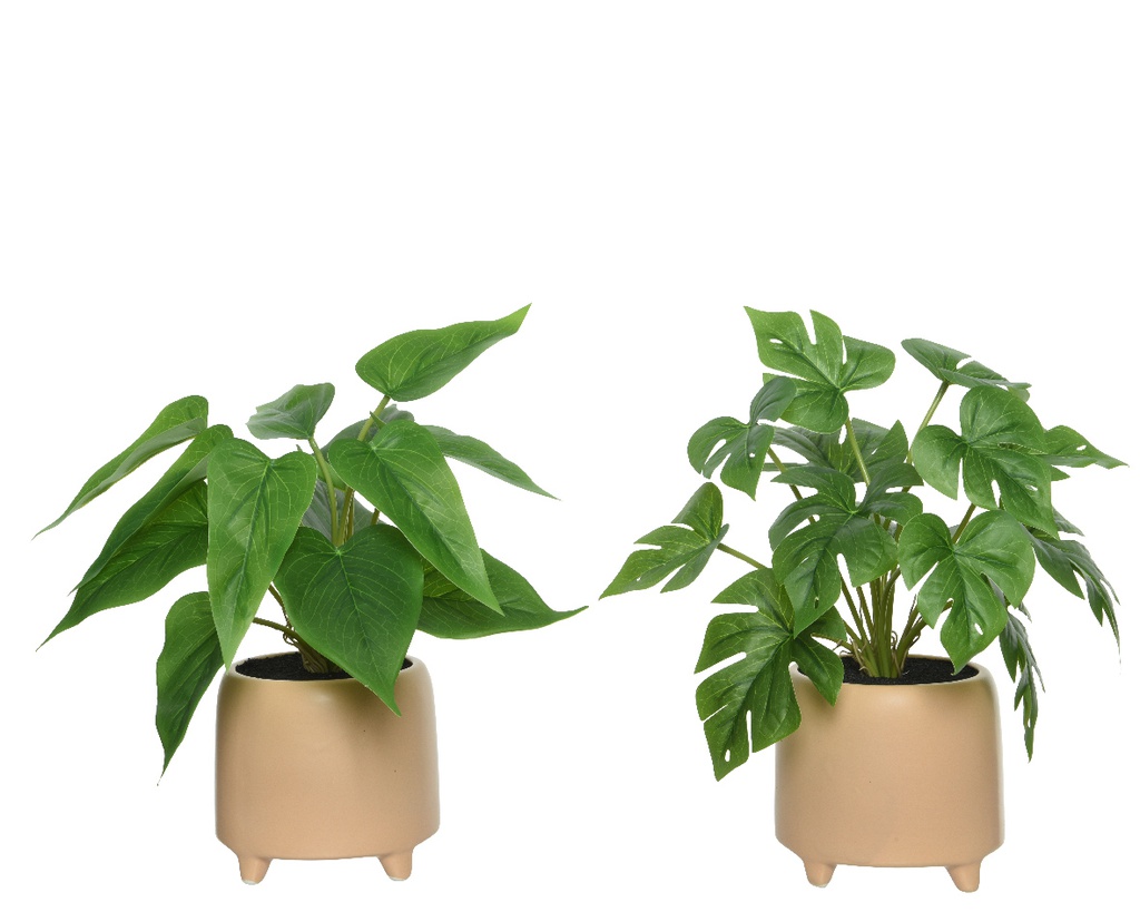 ***PLANT PE L11.50-W11.50-H28cm