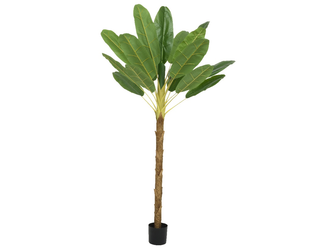 BANANERO EN MACETA- L120-W120-H280cm