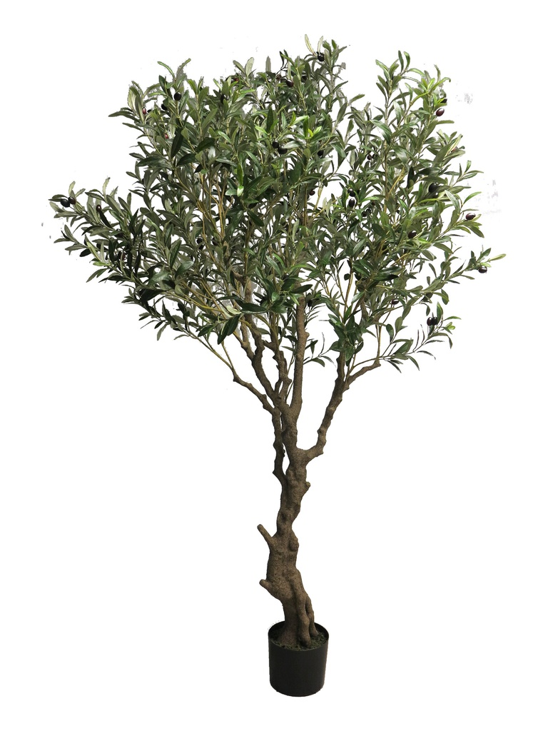 (Best) Olive tree Nancy in pot green 200cm