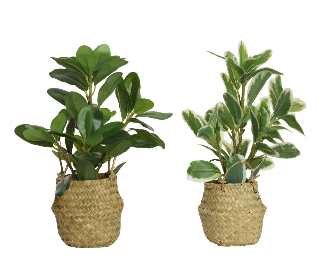 ***PLANT PLASTIC GREEN/COLOUR(S) L25.00-W25.00-H35.00cm