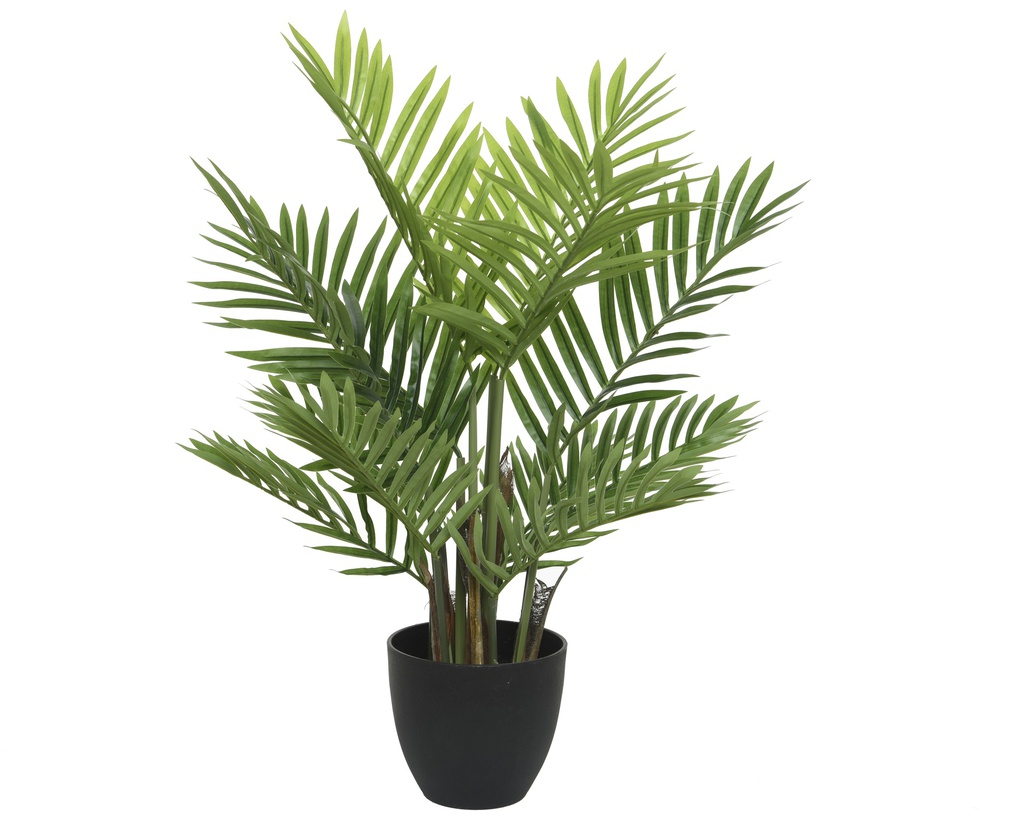 PALMERA EN MACETA -  L61.00-W61.00-H73.00cm