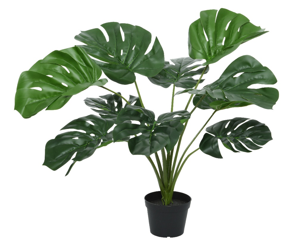 ***MONSTERA PE GREEN L60.00-W60.00-H66.00cm