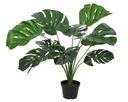 MONSTERA EN MACETA -  L60.00-W60.00-H66.00cm