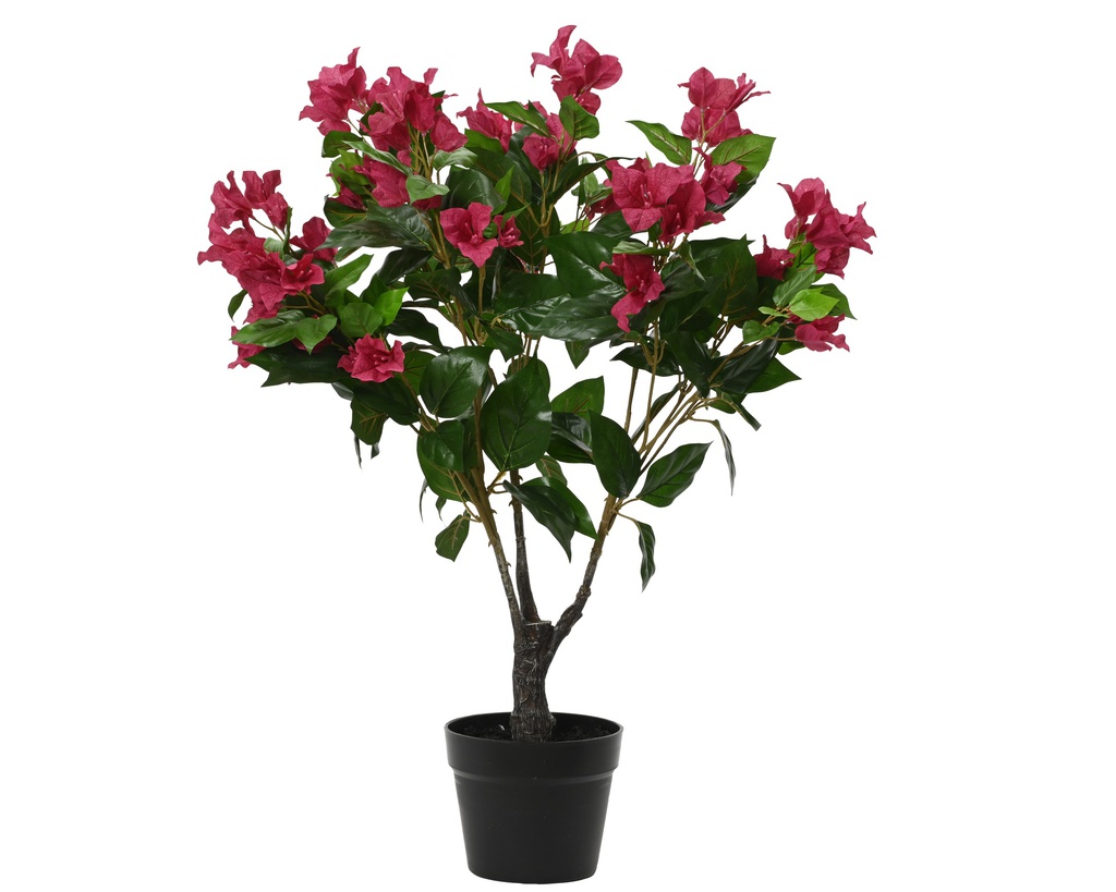 ***BOUGAINVILLEA PE FUCHSIA/COLOUR(S) dia40.00-H70.00cm