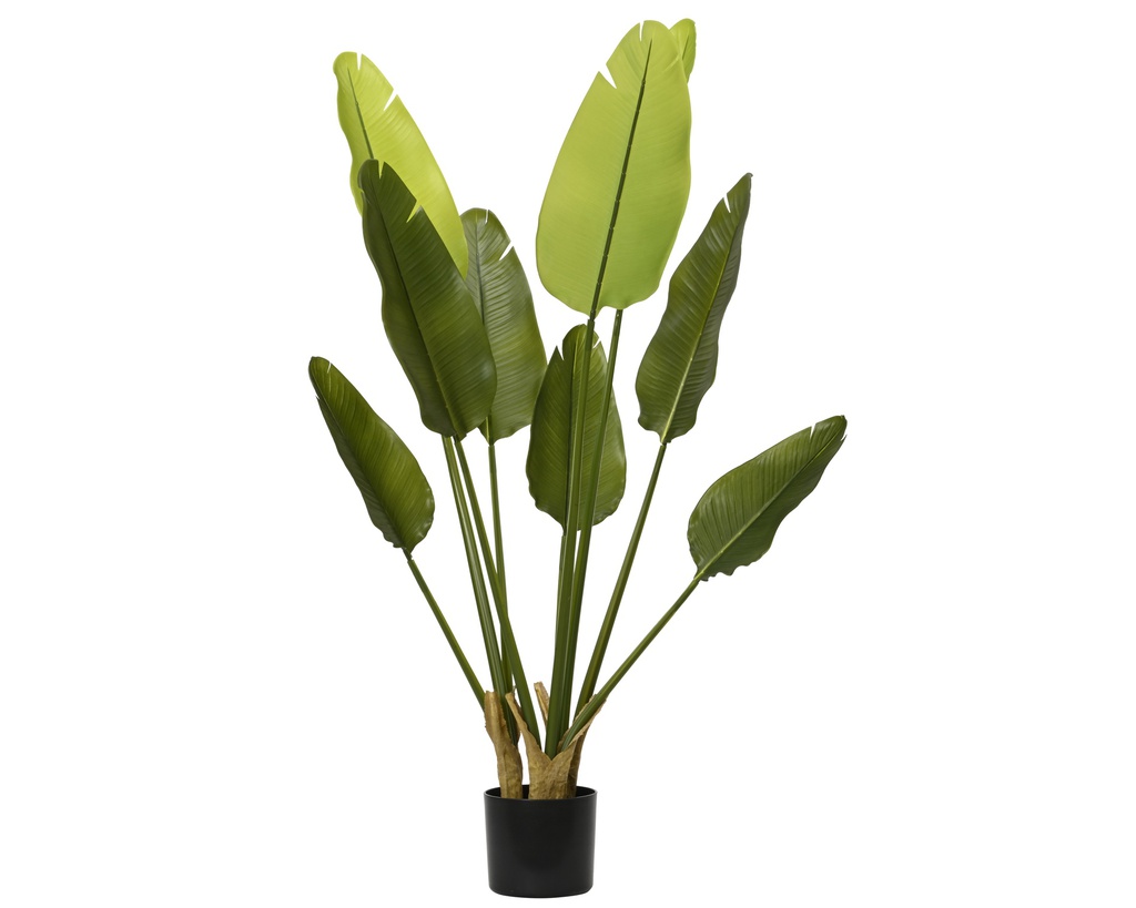 ***STRELITZIA PE GREEN dia40.00-H120.00cm