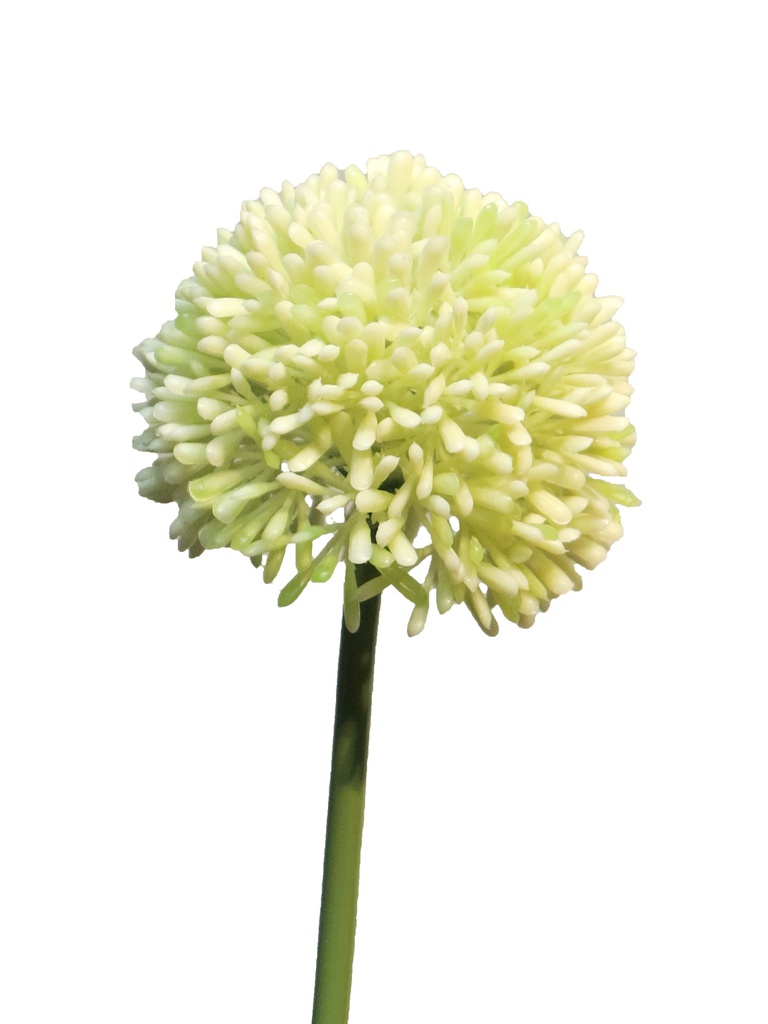 (Best) Allium globemaster cream /green small 44cm