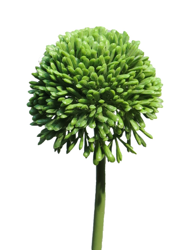 (Best) Allium globemaster green small 44cm