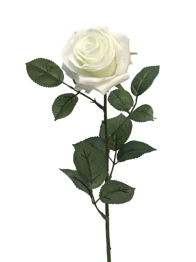 (Best) Rosa Dijon pure white 64cm