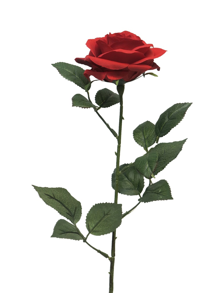 (Best) Rosa Dijon red 64cm