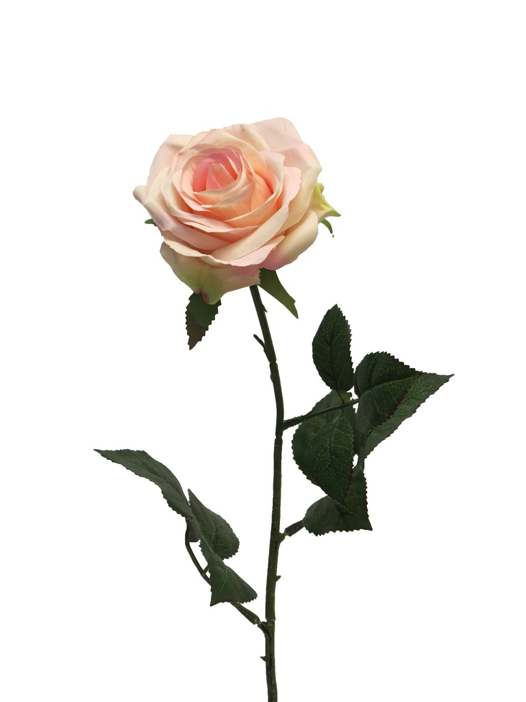 (Best) Rosa Dijon cream/pink 64cm