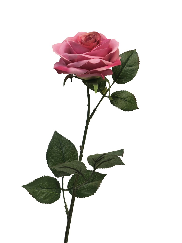 (Best) Rosa Dijon dark pink 64cm