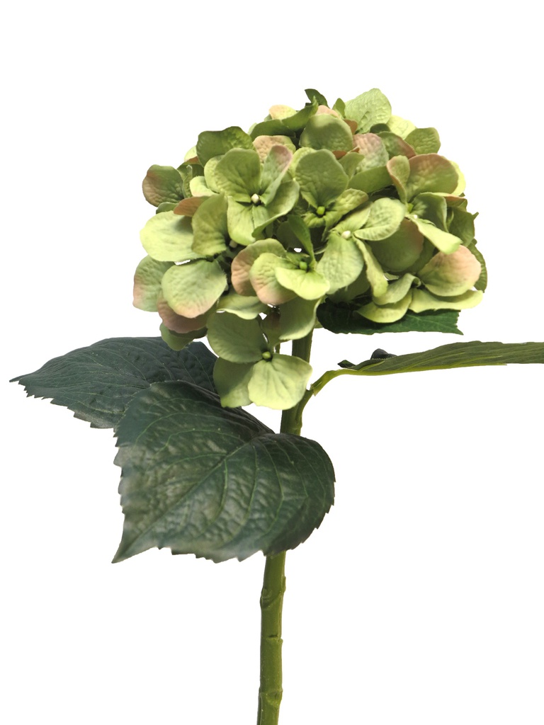 (Best) Hydrangea Artist dk green 48cm