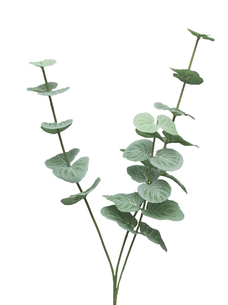 (Best) Eucalyptus Cinera lvs pick x3 60cm