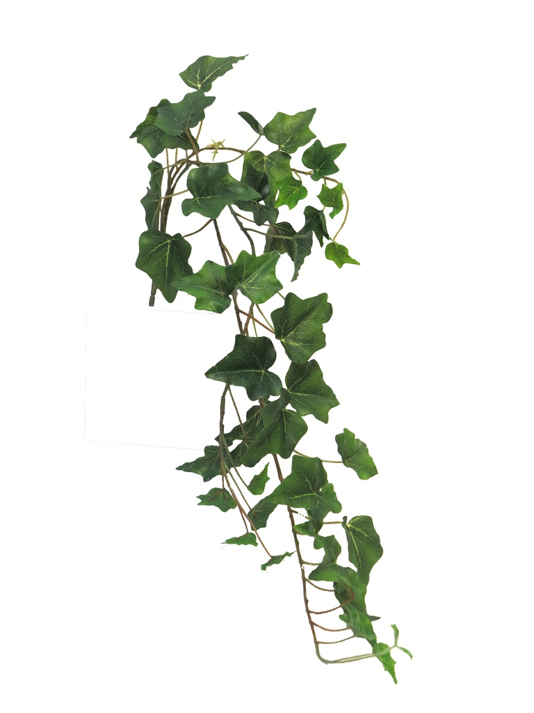 (Best) Ivy Chicago hanger S green x3 80cm (51 lvs)