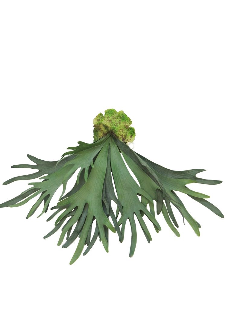 (Best) Platycerium large green 60cm