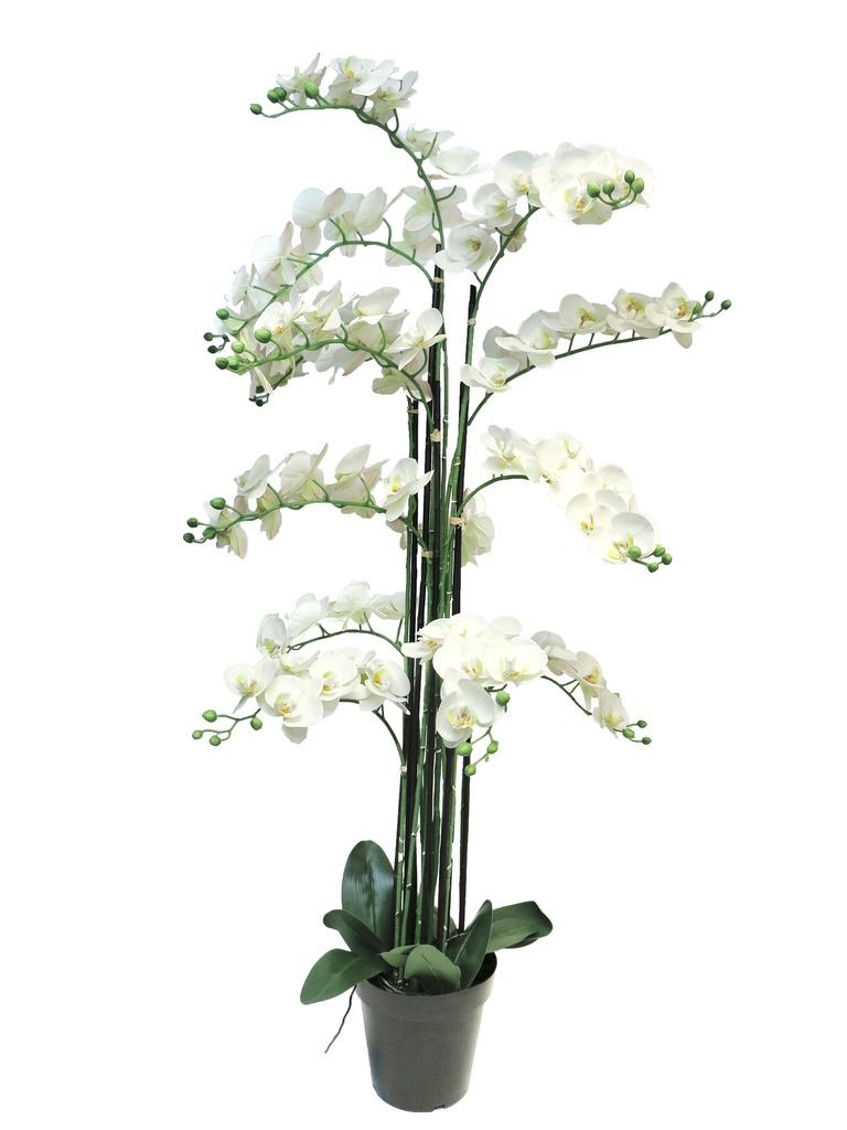 (Best) ORCHIDEE EN POT (x13) - BLANC - 140cm