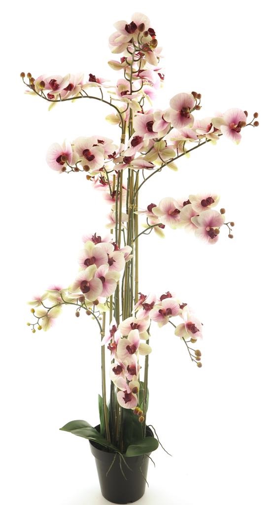 (Best) RT Phalaenopsis Bora x13 in pot 140 cm pink