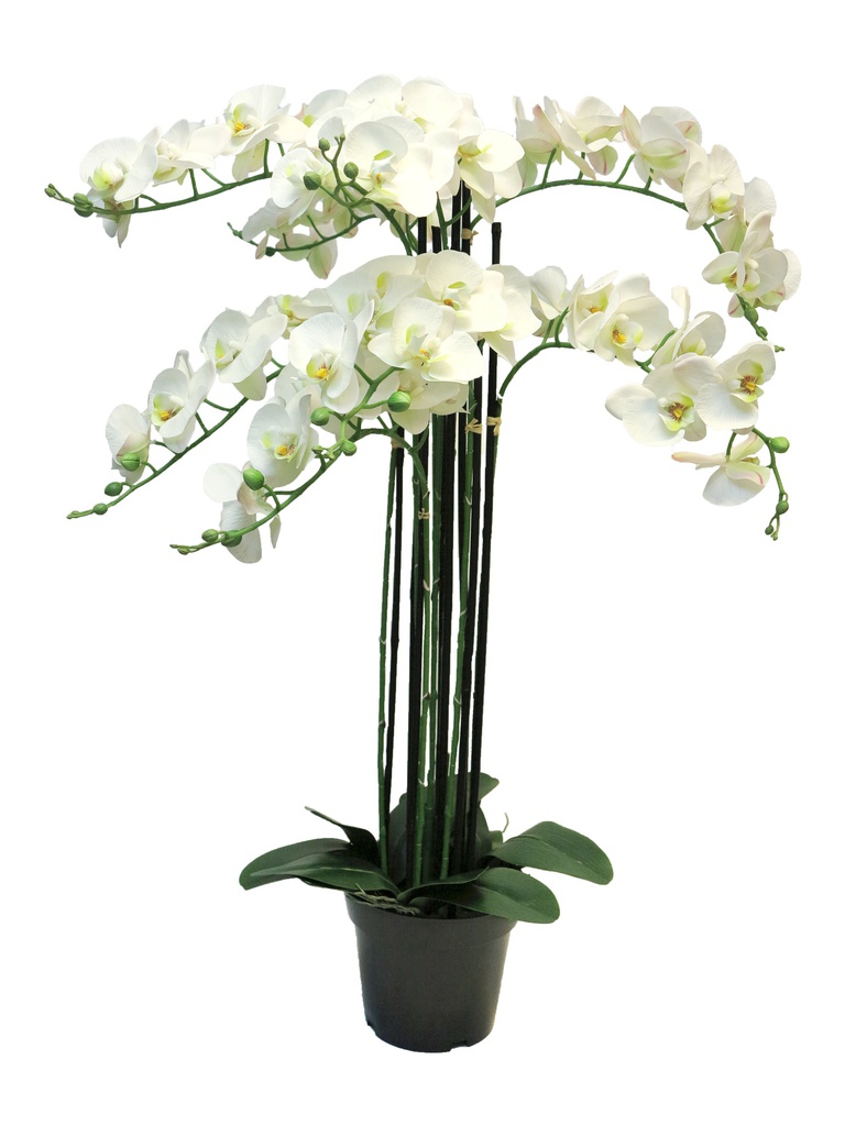 (Best) RT Phalaenopsis Bora x8 in pot 110cm white