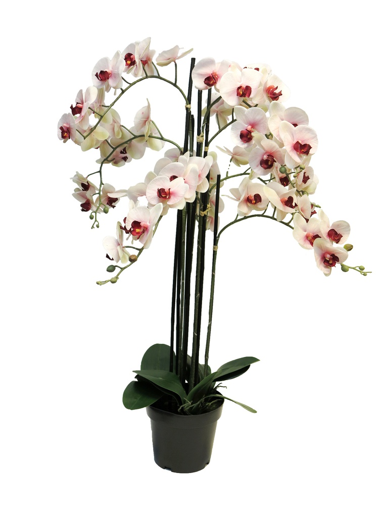 (Best) ORCHIDEE EN POT (x8) - ROSE - 110cm