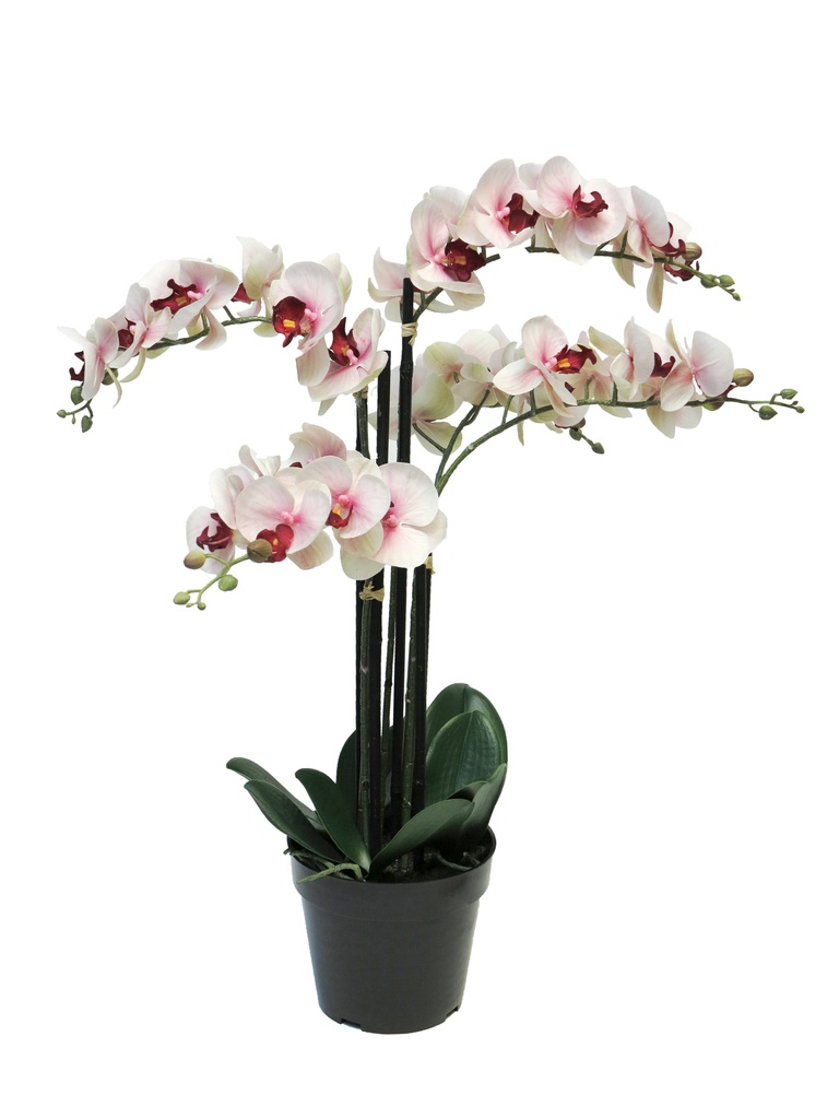 (Best) ORCHIDEE EN POT (x5) - ROSE - 60cm