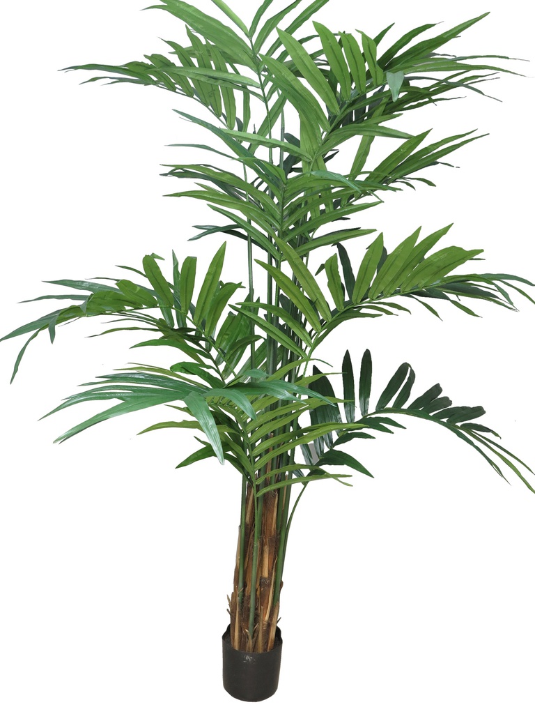 (Best) Kentia palm Alton w/pot 210cm