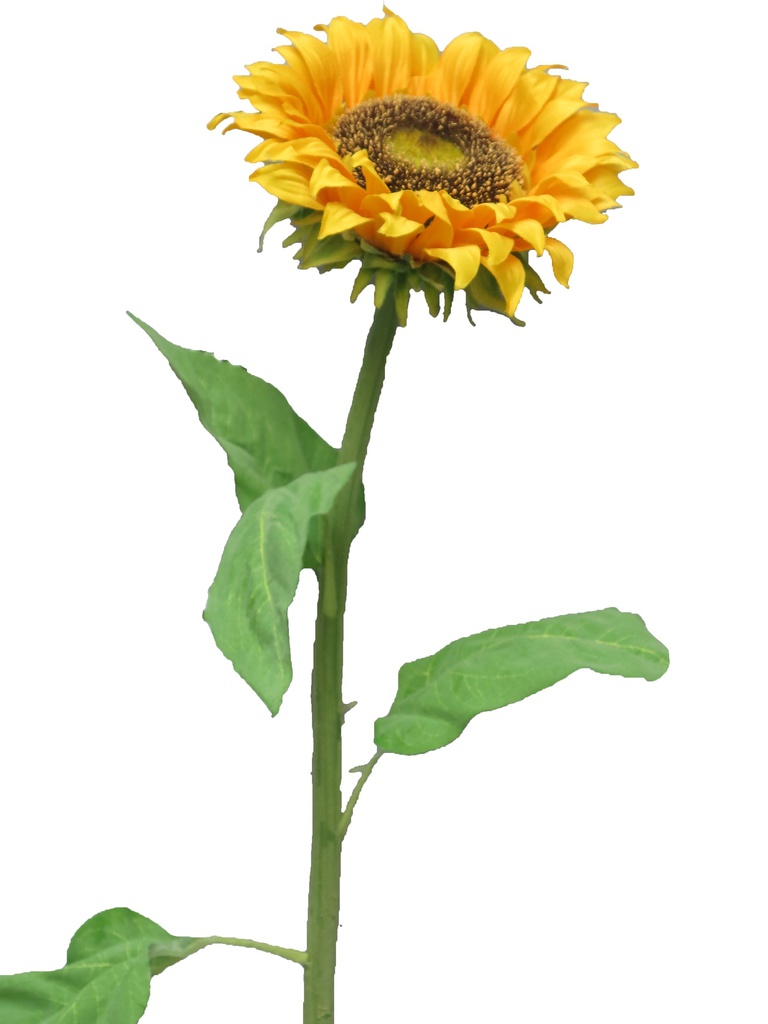 (Best) Sunflower Tuscany yellow medium 77cm