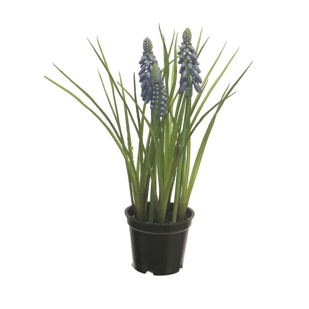 MUSCARI X3 MACETA NEGRA AZUL23CM