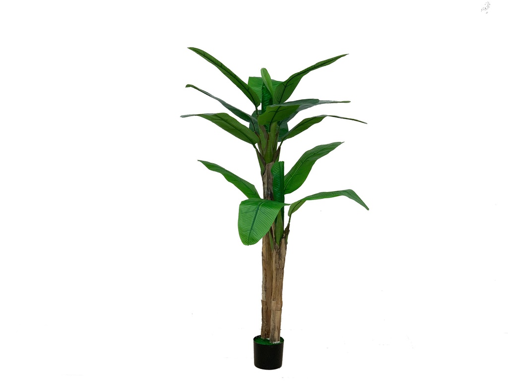 ***160CM BANANA TREE X 2 IN POT