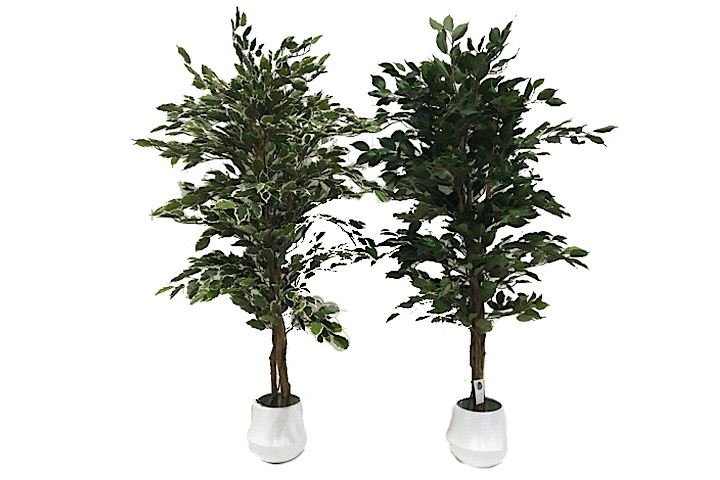 FICUS - 5' 1092 HOJAS