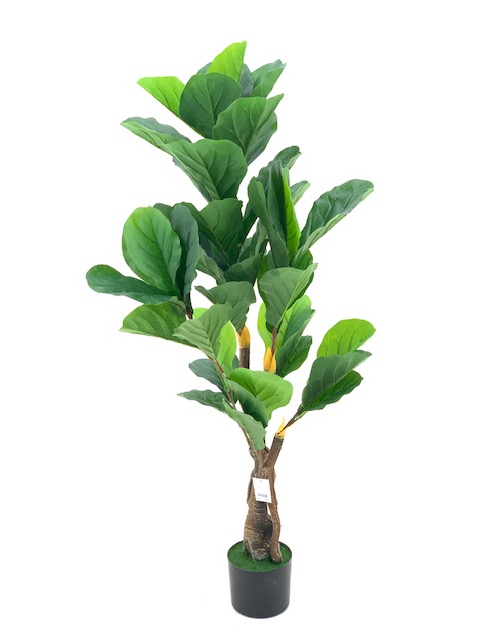 ***125CM FICUS PANDURATA 43LV,POT