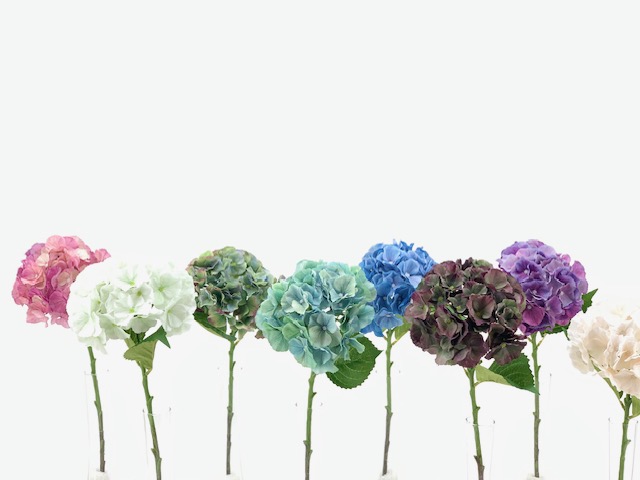 HORTENSIA CHAMPAGNE - 52 CM