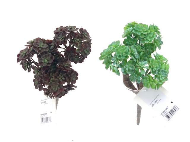 PLANTES GRASSES - 2 MODÈLES - 20CM