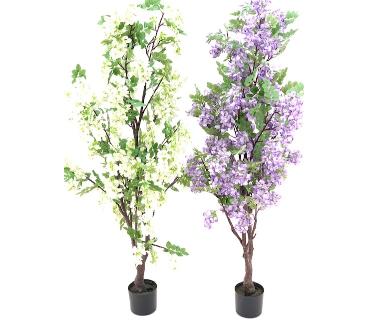 PLANTE WISTERIA EN POT - 165CM