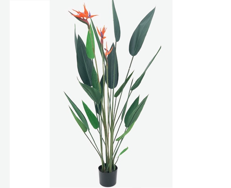 PLANTA STRELITZIA CON MACETA - 155CM