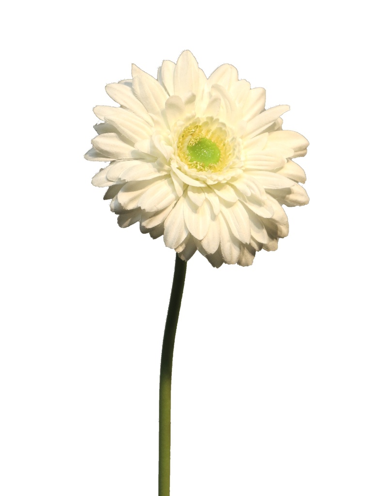 GERBERA NICE CRÈME 48CM