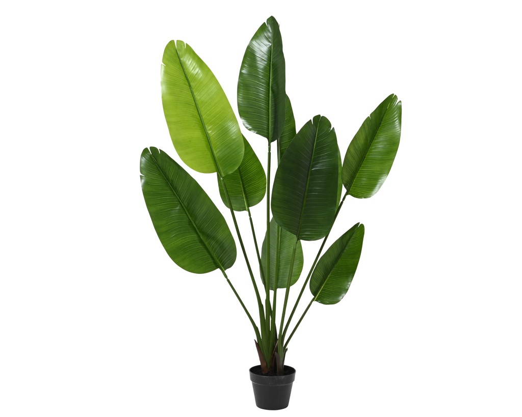 STRELITZIA EN POT - 10 FEUILLES - dia70.00-H150.00cm