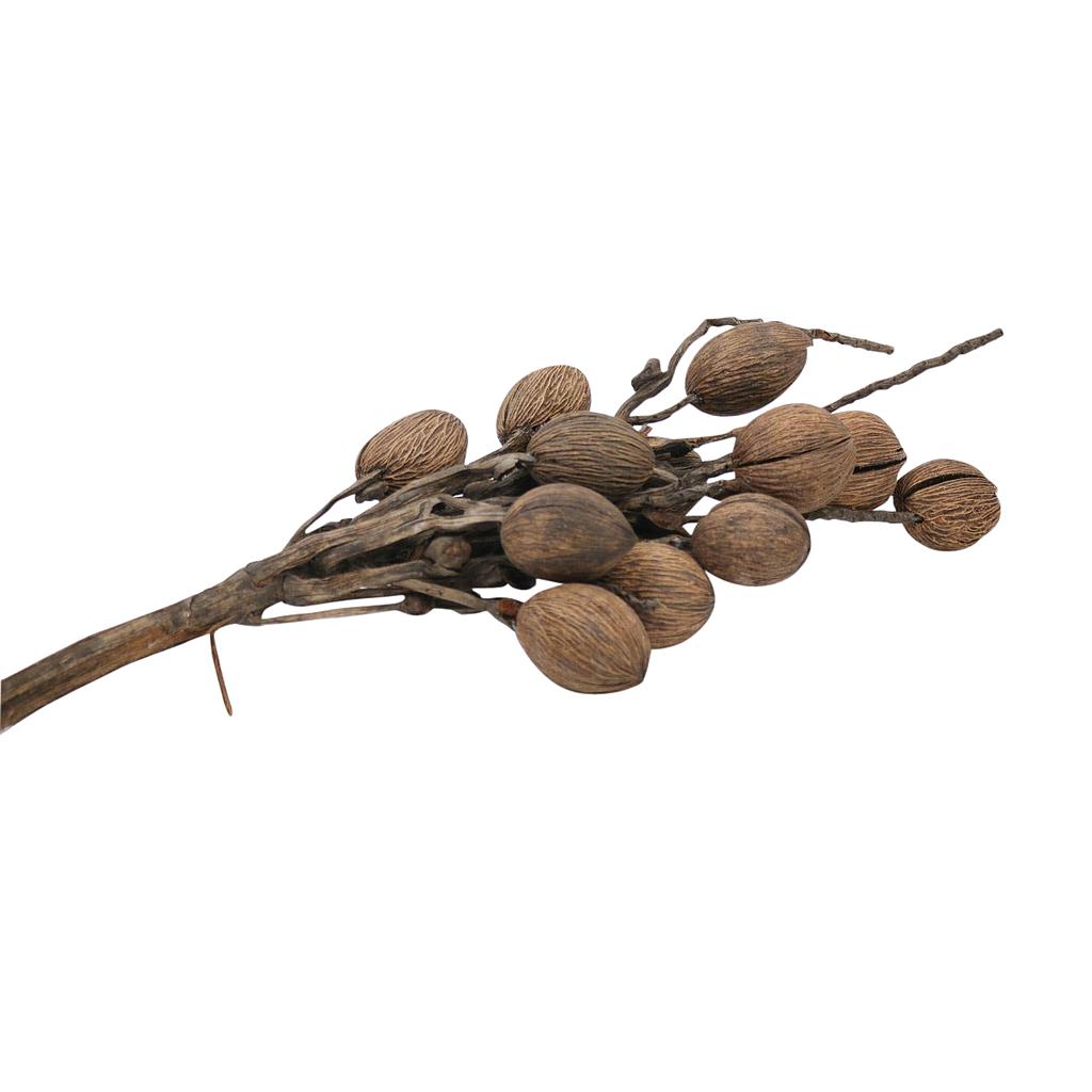 RAMA DECORATIVA DE COC0 75CM