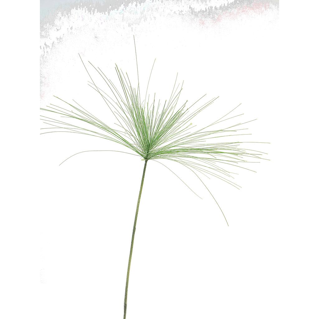 CYPERUS RAMA, 98CM VERDE
