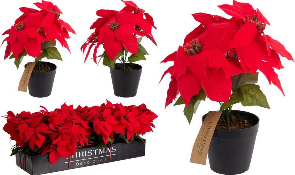 FLOR DE NAVIDAD EN MACETA 30CM