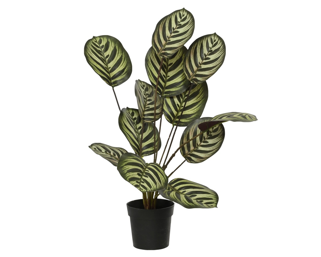 CALATHEA - dia30-H55cm