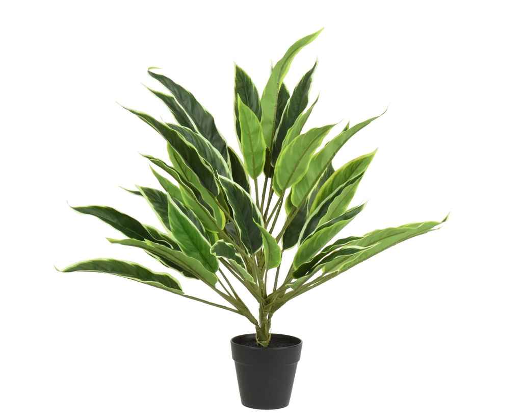 ***ART. PLANT ROHDEA IN POT PE GREEN L.50cm x W.45cm x H.45cm