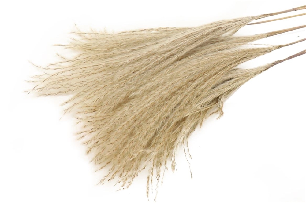 MANOJO SILVER GRASS-10UDS-75CM