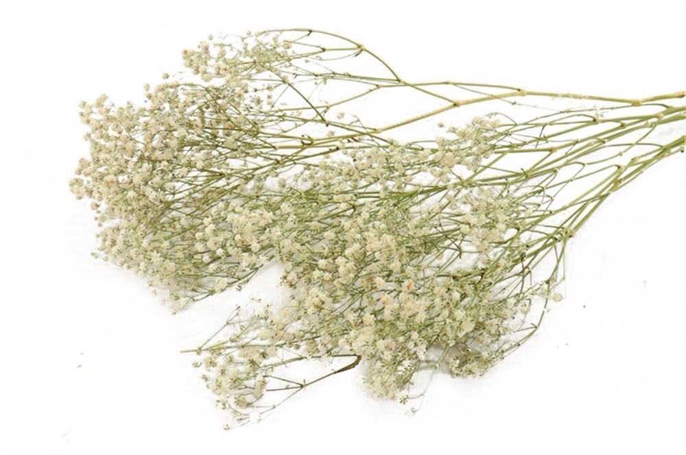 ***Bunch Gypsophila Slv