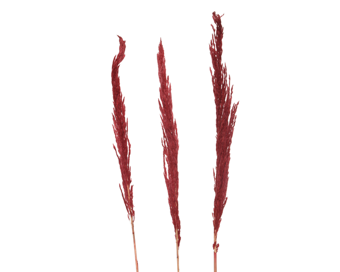 PLUMA ERYANTHUS NATURAL - 70CM - MANOJO DE 3