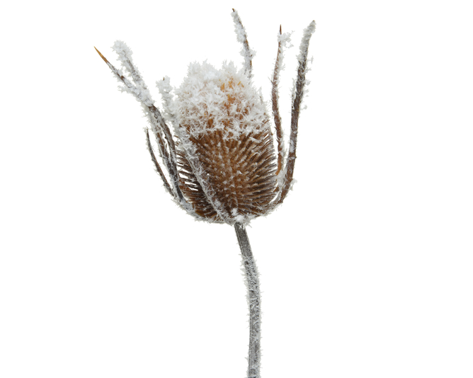 FLOWER POLYESTER L18-W6-H74CM