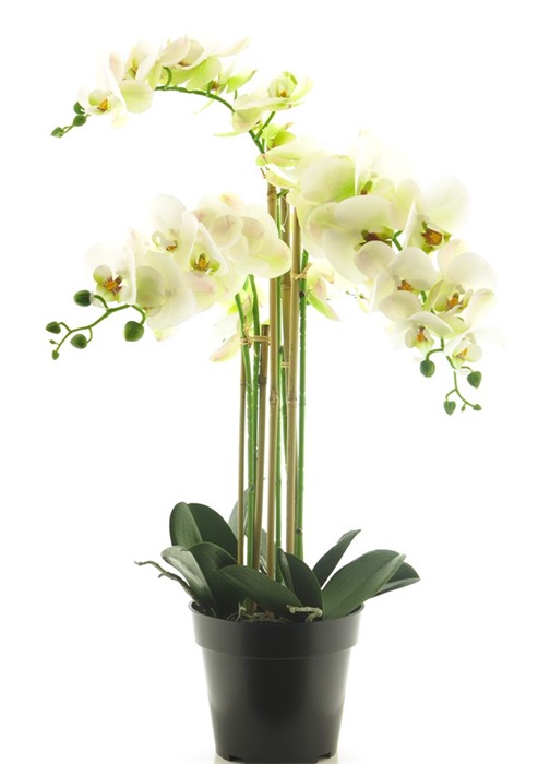 (Best) RT Phalaenopsis Bora x5 in pot 60cm white